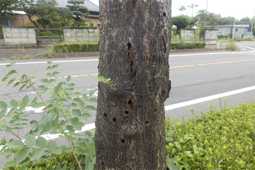 樹木被害：成虫が出たあとの穴